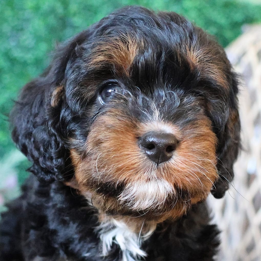 are cavapom puppies lazy