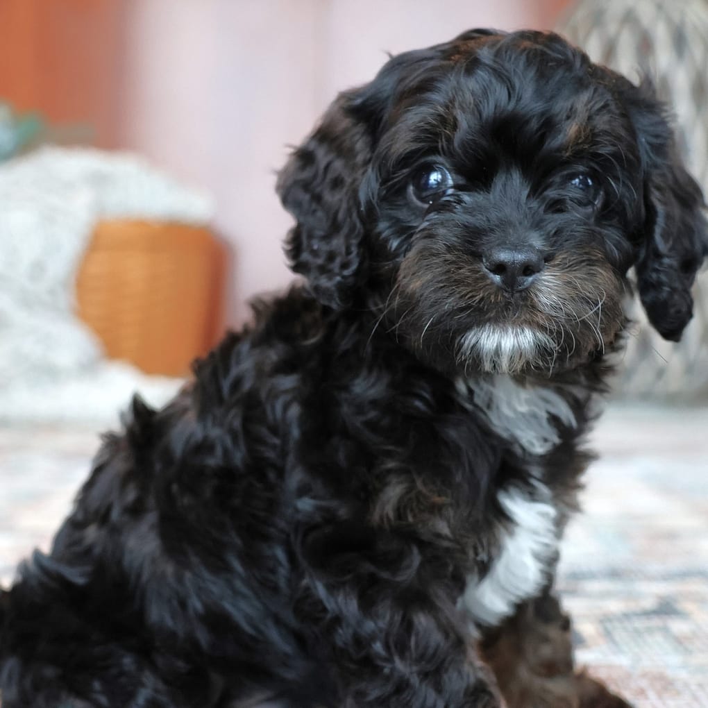 are cavapom puppies lazy