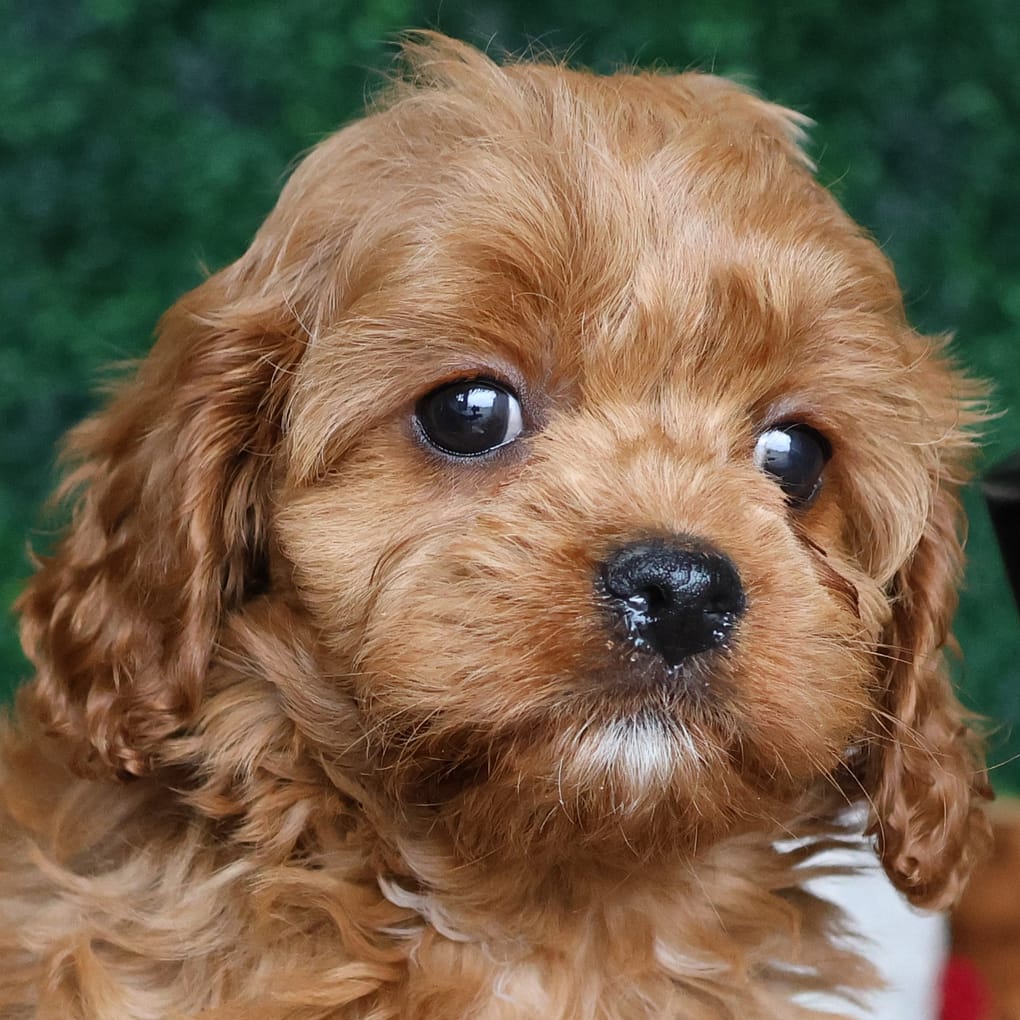 are cavapom puppies lazy