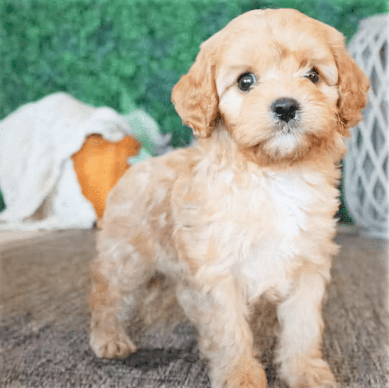 are cavapom puppies lazy